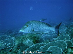Another dive at the Abrolhos ;) by Chloe Taylor 